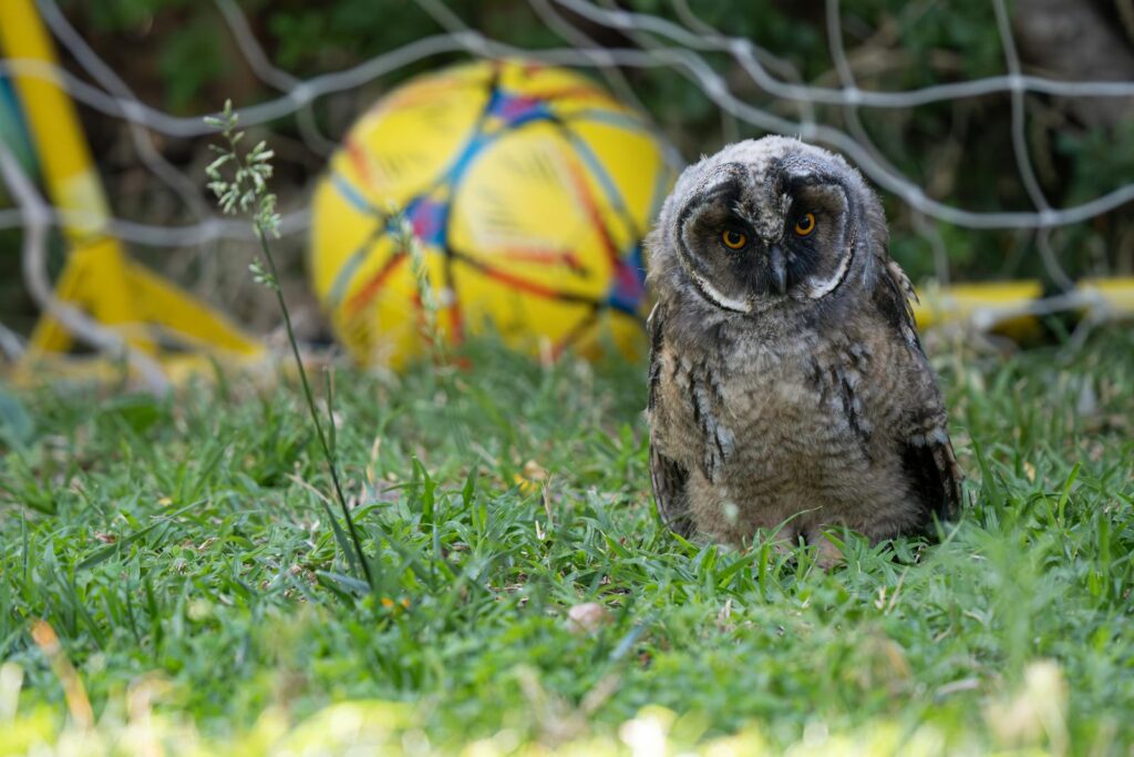 A curious long-eared owlet perched on grass near a colorful soccer ball.