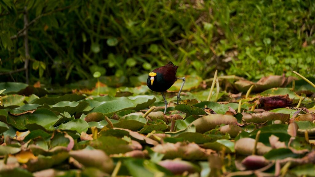 Northern Jacana walking among water lilies