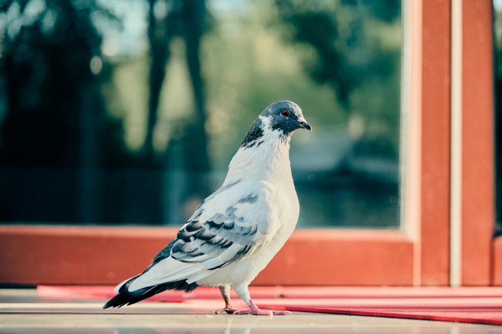 A pigeon standing near a window with a blurred background.