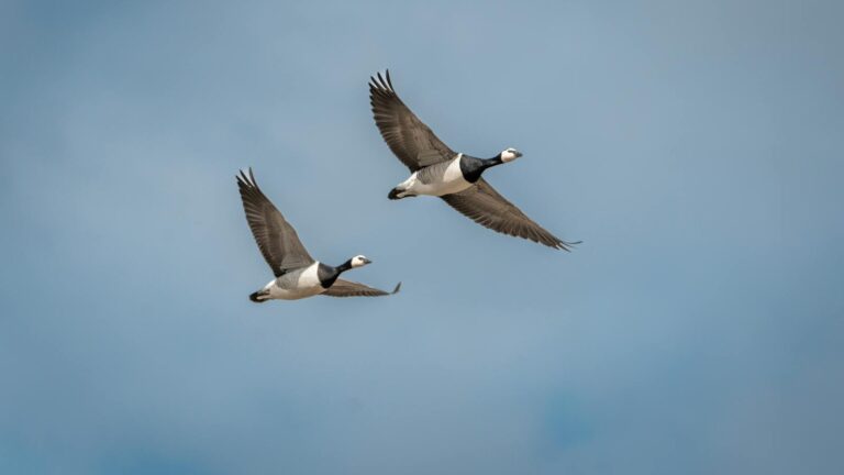 Pair of barnacle geese flying together against a clear blue sky