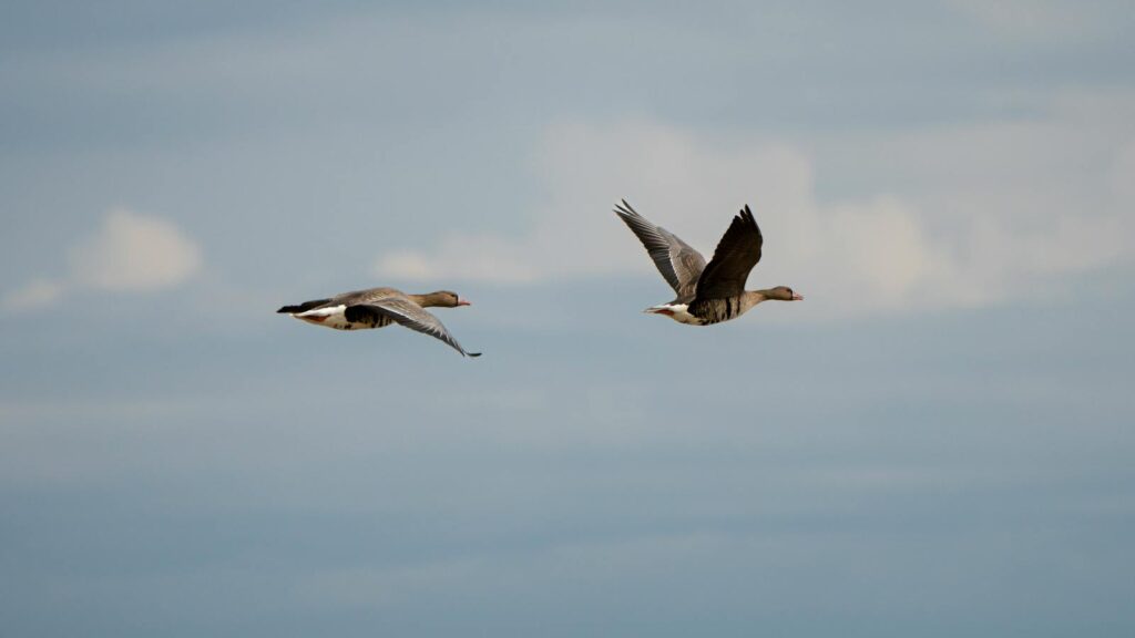 Pair of greater white-fronted geese flying together in a clear blue sky