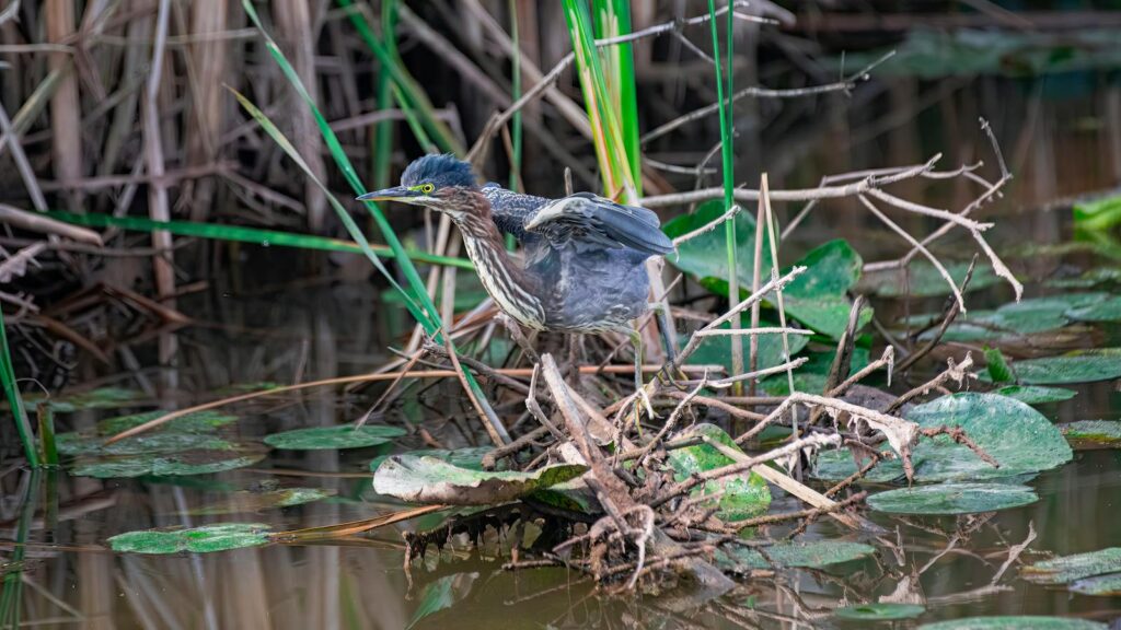 Green Heron perched on a tangle of sticks and branches above water