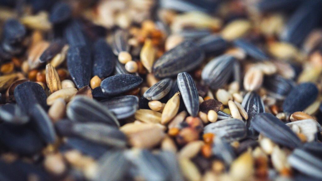 Macro shot of a variety of mixed seeds including sunflower and millet, ideal for birds.
