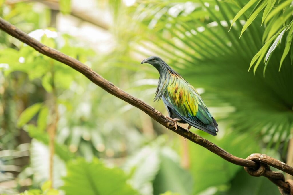 A vibrant Nicobar pigeon perched on a vine among lush jungle foliage.