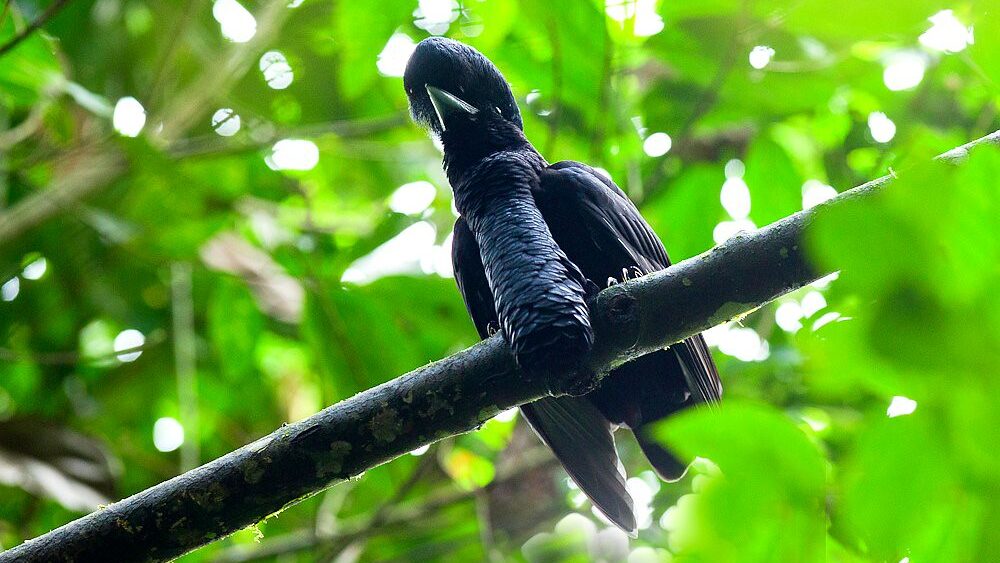 Long-wattled Umbrellabird perched on branch viewed from below showing hanging wattle