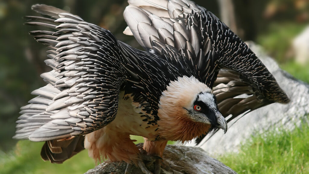 Bearded Vulture perched on a rock with wings partially spread