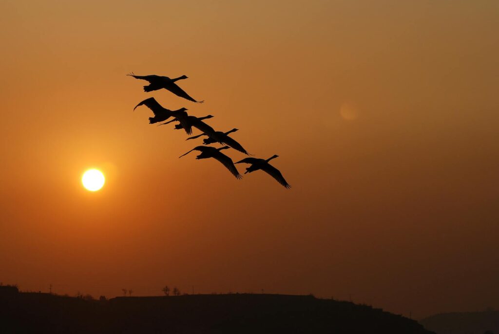 A flock of birds flying in silhouette against a vivid sunset sky.