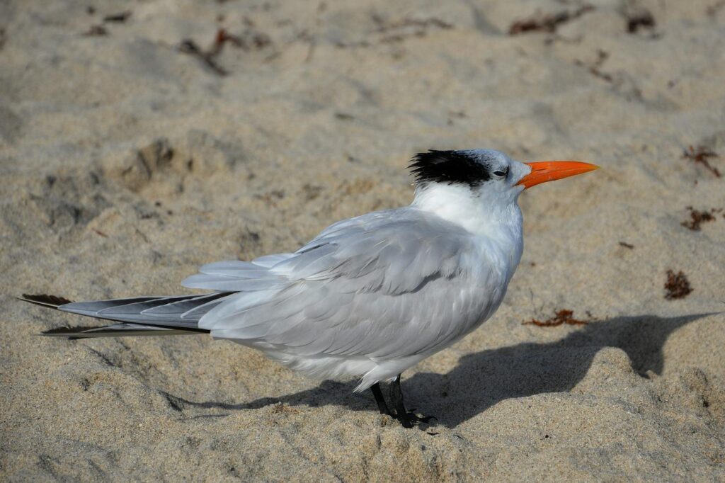 A crested tern with striking orange beak perched on sand, showcasing its wing and feathers.