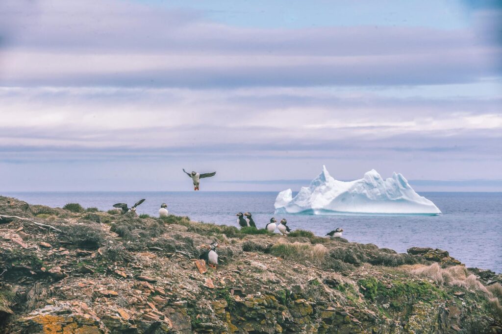 Puffins gather on a rocky shore with iceberg looming in a serene ocean backdrop.