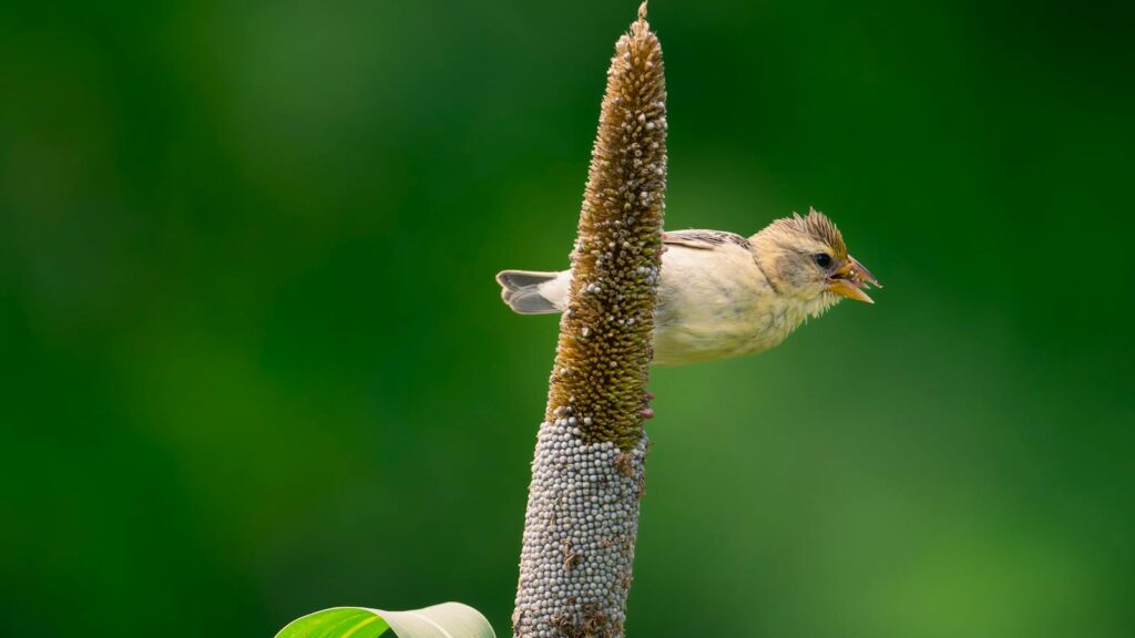 Small bird perched on a millet stalk