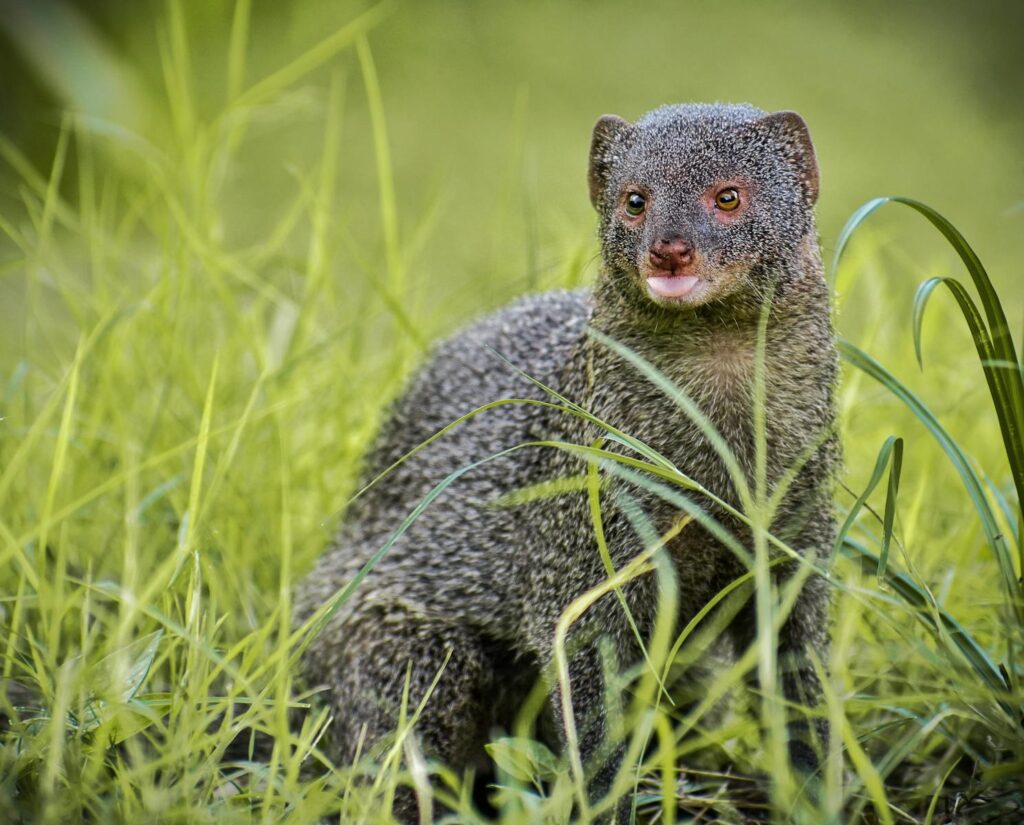 A mongoose sits in vibrant grass, showcasing its natural habitat with a keen expression.