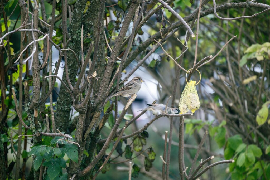 Two sparrows perched on branches feeding in a garden.