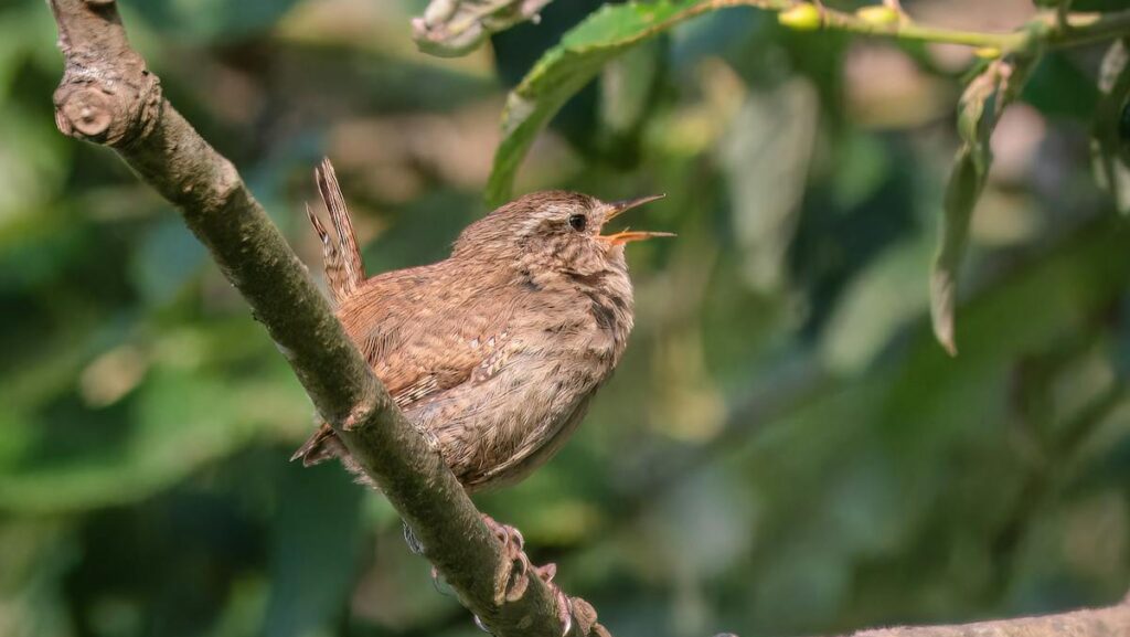 Small wren perched on a branch singing