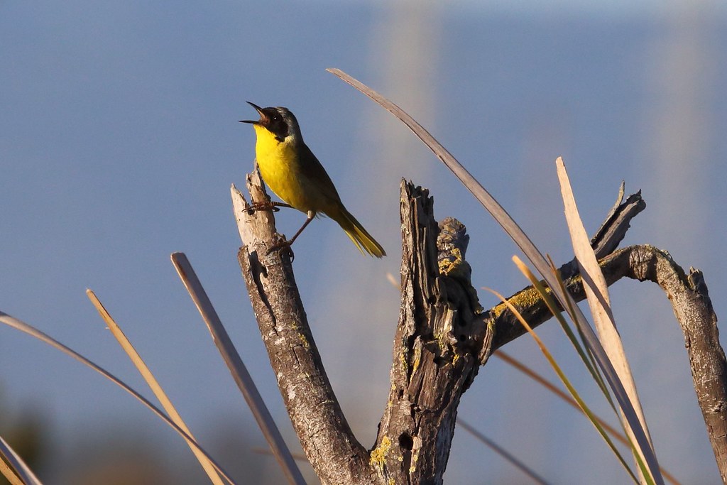 A Common Yellowthroat perched on a branch, singing.