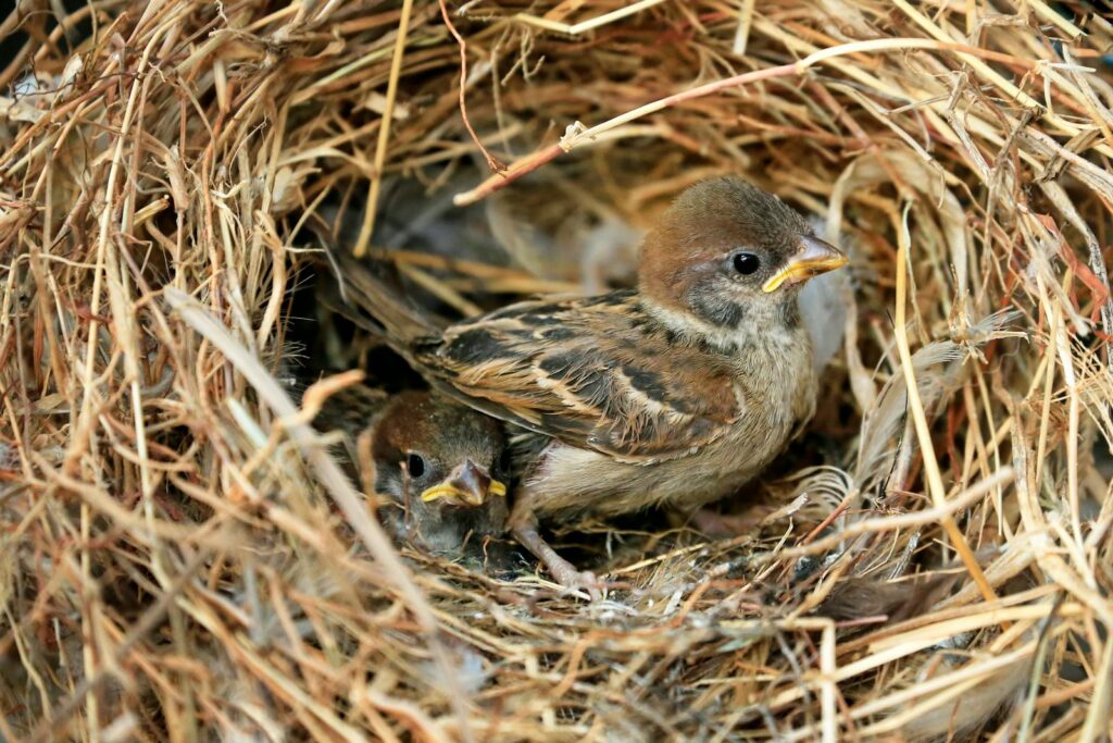 Two baby sparrows in a detailed straw nest, conveying nature's nurturing scene.