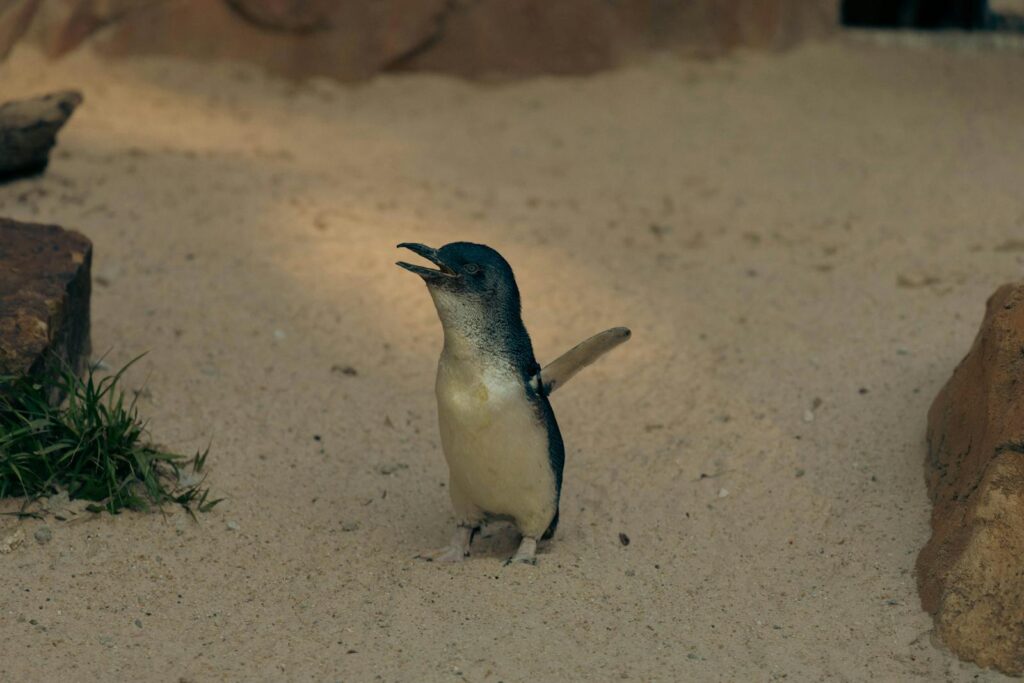 A little blue penguin standing on sand with rocks nearby, under natural light.