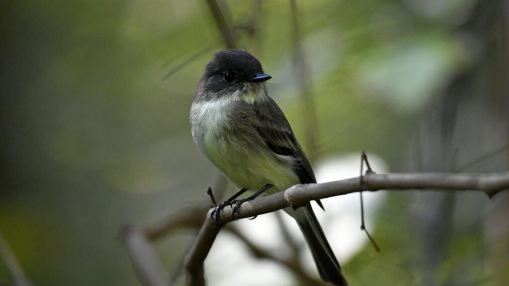 Eastern Phoebe perched on a branch, looking sideways