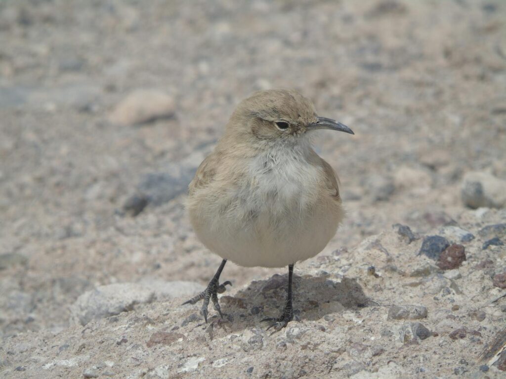 A Common Miner with its light brown plumage.