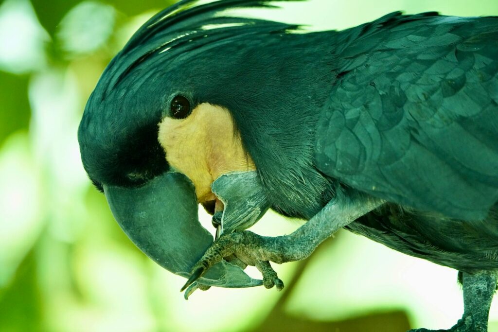 Majestic Black Palm Cockatoo with striking features in a natural setting.