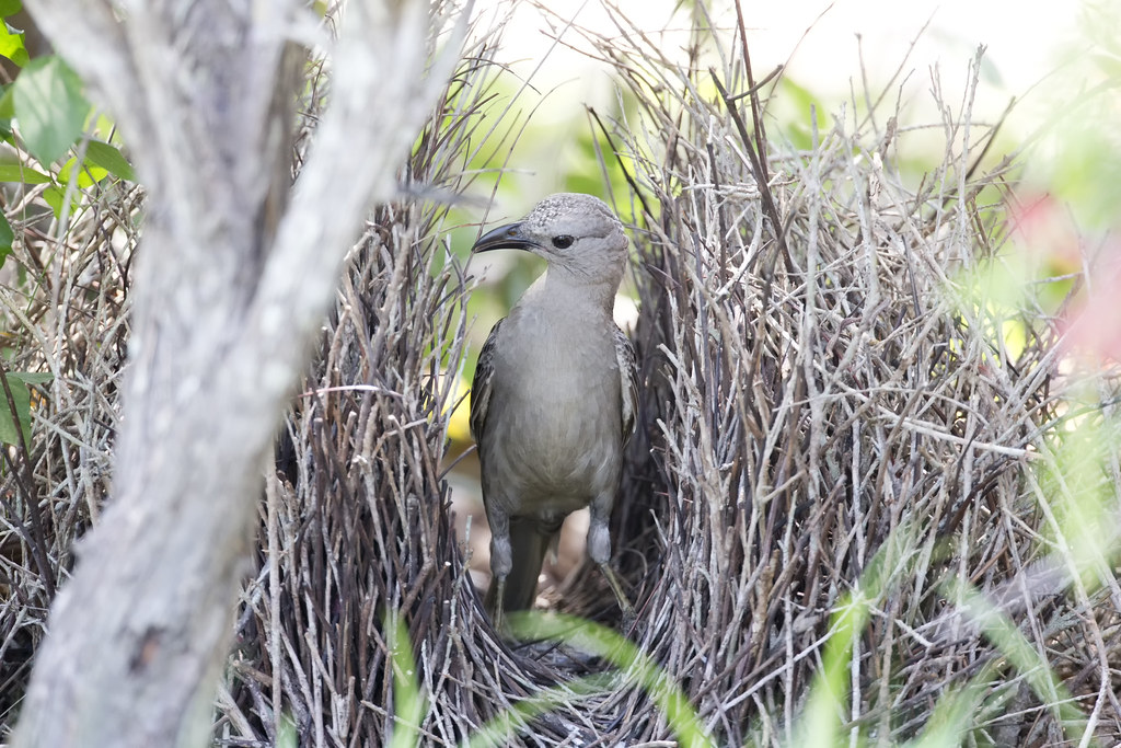 A Great Bowerbird stands within its bower, constructed of twigs and leaves, in a natural setting.