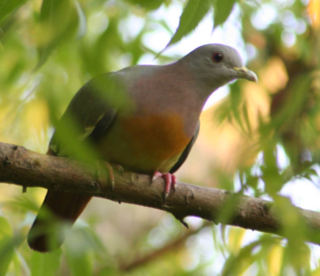 A Pink-necked green pigeon is perched on a branch.