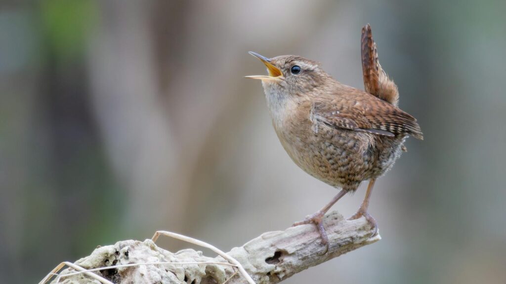 Close-up of a Eurasian Wren (Troglodytes troglodytes) perched and singing outdoors.