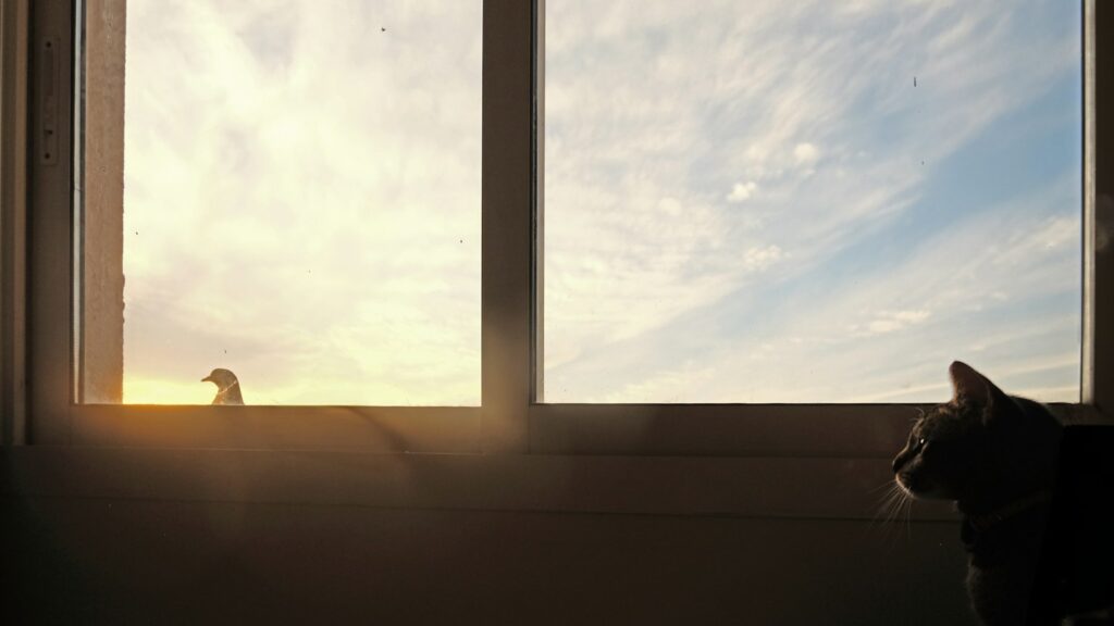 a cat sitting in front of a window looking at a bird