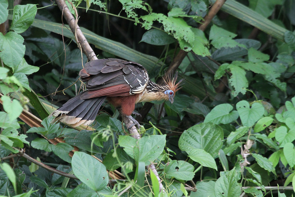 A hoatzin perches on a branch, its head turned.