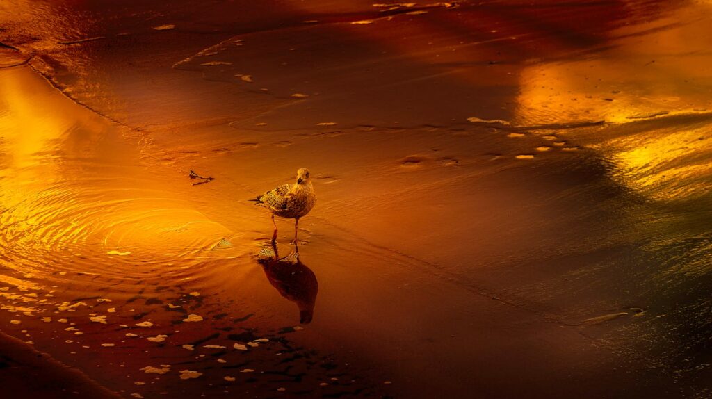 A seagull stands on a sandy beach reflecting the warm colors of a sunset.