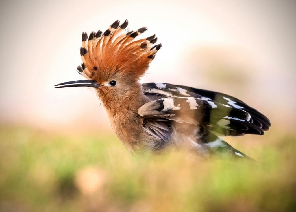 Stunning close-up of a Eurasian Hoopoe displaying its crest feathers.