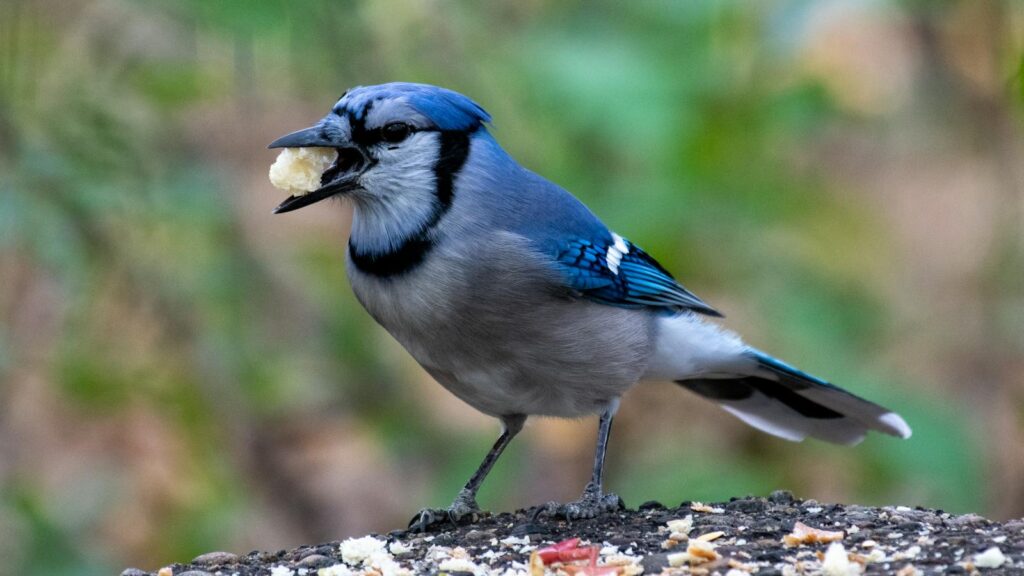Blue Jay bird eating a piece of bread