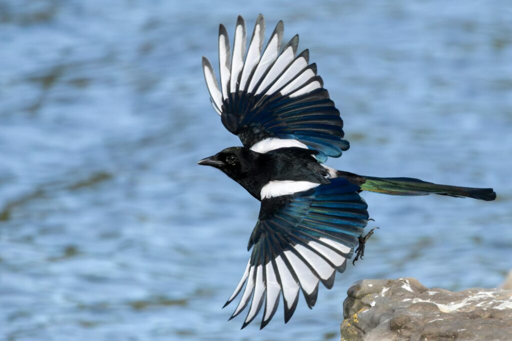 A striking Eurasian Magpie flying gracefully above water.