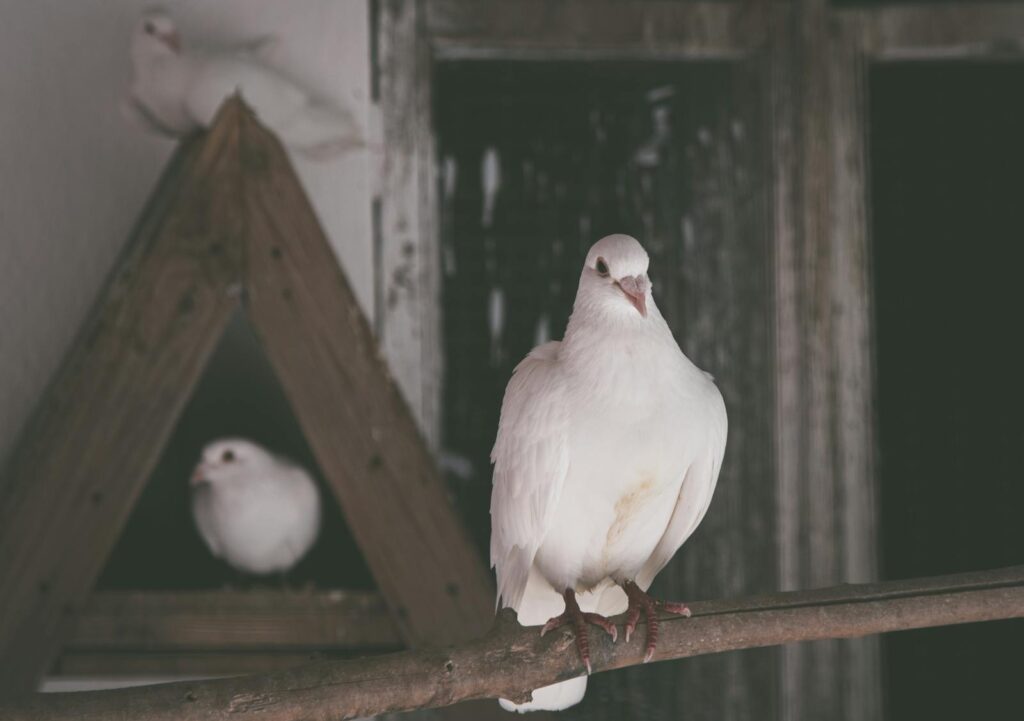 White doves perched indoors, conveying tranquility and peace. Ideal for themed projects.
