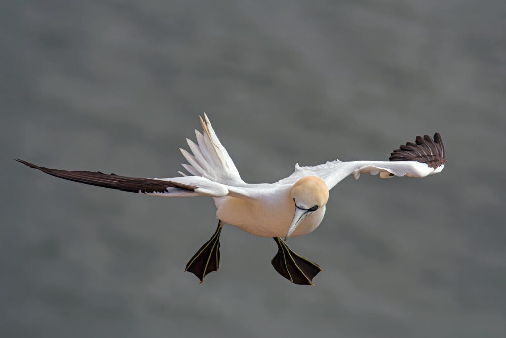 A stunning capture of a Northern Gannet in mid-flight over the sea.