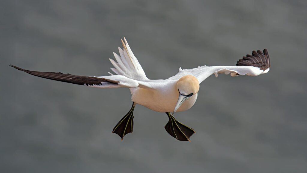 A stunning capture of a Northern Gannet in mid-flight over the sea.