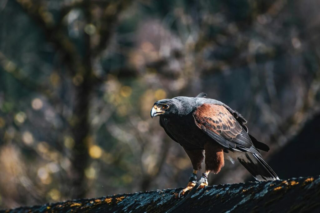 A captivating image of a Harris's hawk perched on a mossy branch in a natural setting.