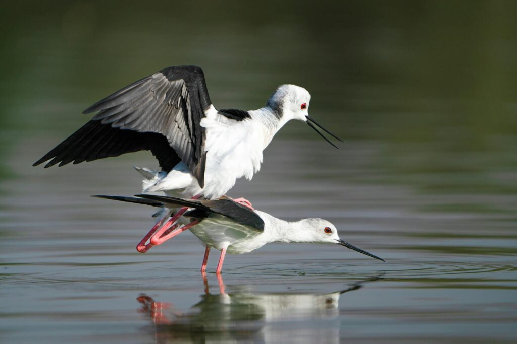 Close-up of Black-winged Stilts mating on water in the wild.