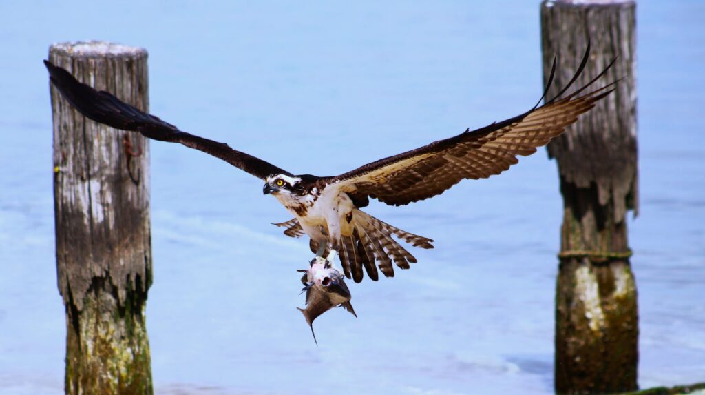 Close-up of an osprey catching a fish in flight over water, showcasing nature's prowess.