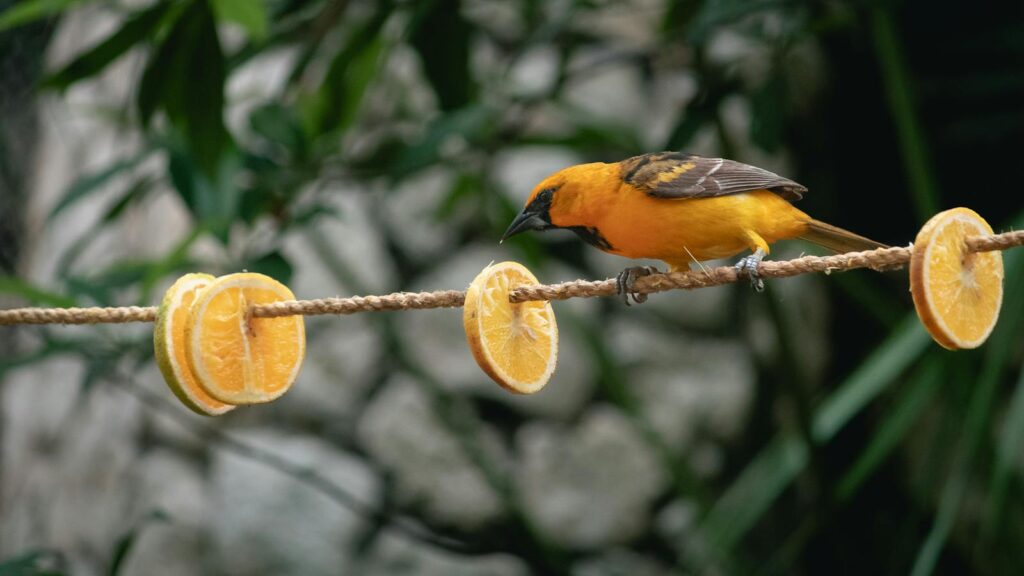 Oriole perched on rope with bright orange slices for feeding