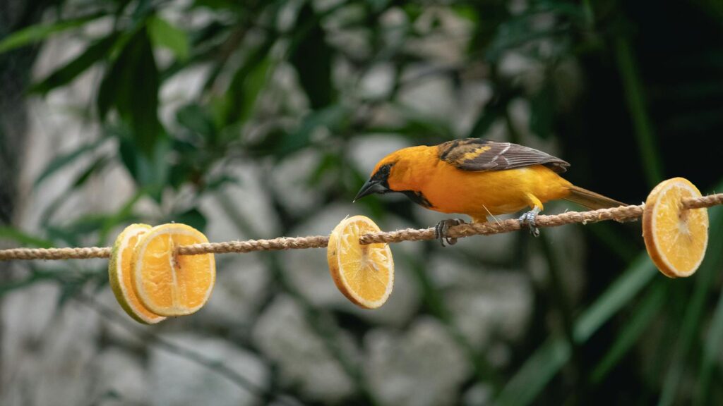 Orange oriole feeding on orange slices hanging from a rope in a garden