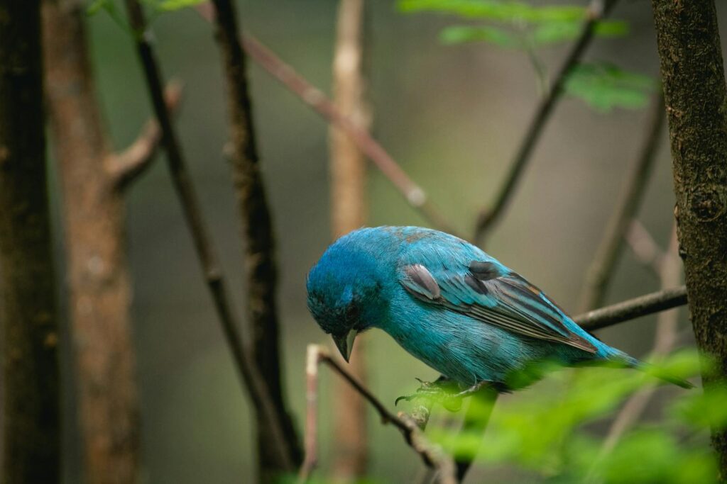A vivid indigo bunting perched on a branch in a lush forest setting.