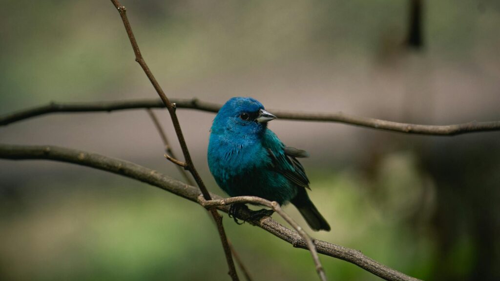 Beautiful Indigo Bunting perched on a branch