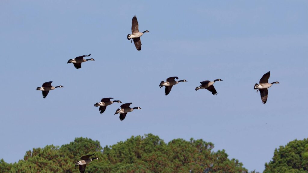 Group of geese flying high above green trees during seasonal migration