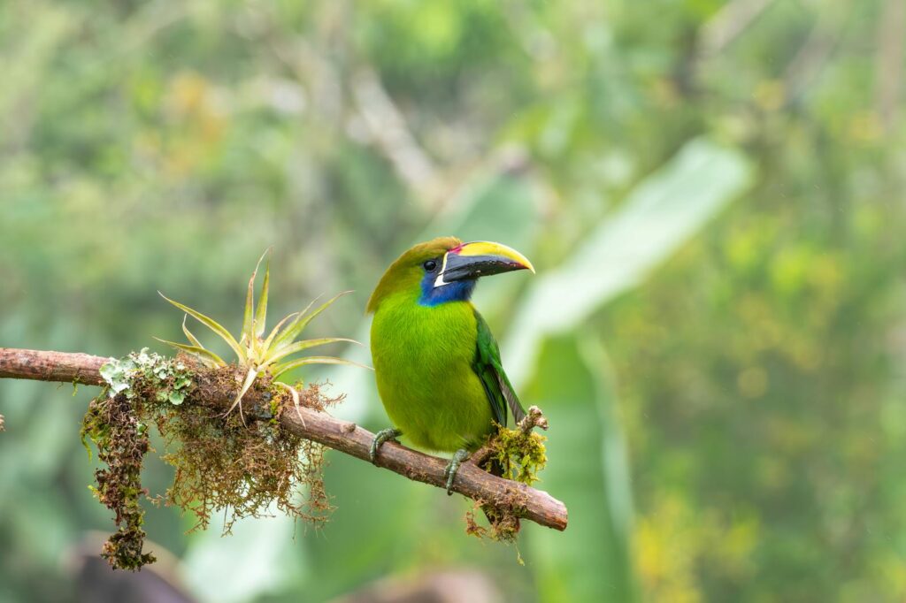 Vibrant Emerald Toucanet on lush mossy branch in Costa Rican rainforest.