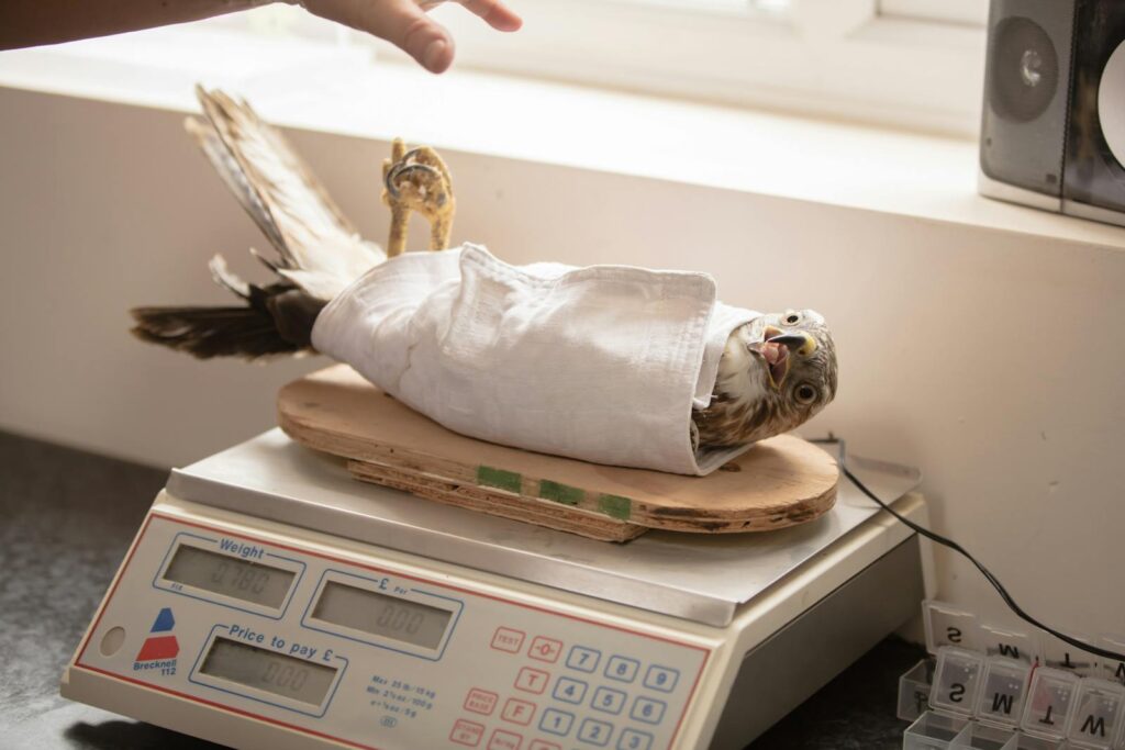 Close-up of an injured hawk wrapped in cloth being weighed indoors on a scale.