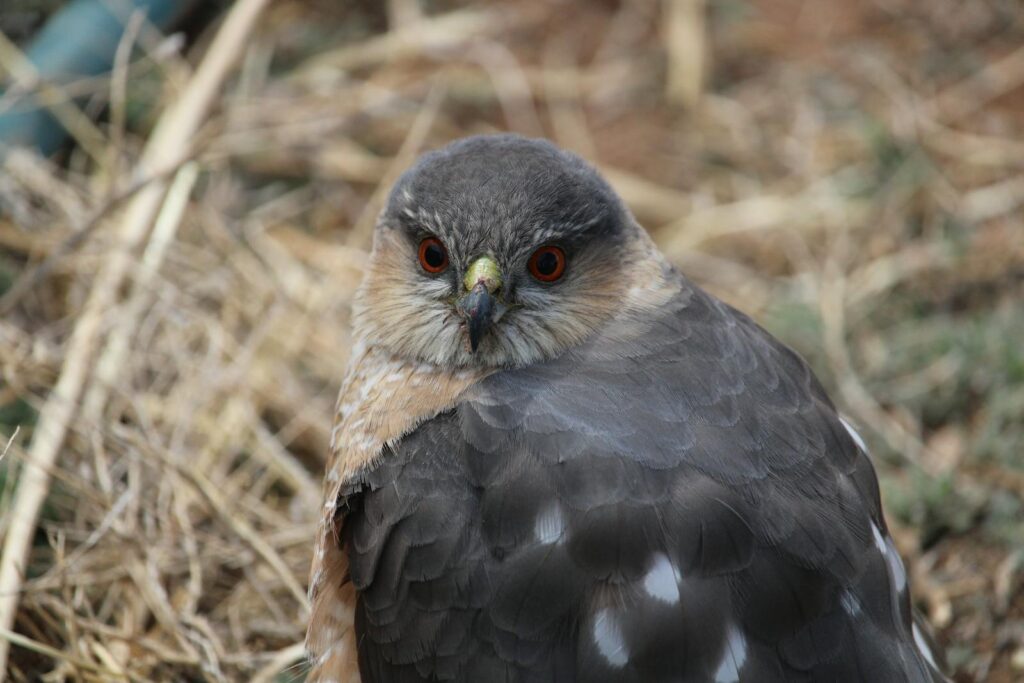 Close-up of Cooper’s Hawk showing red eyes