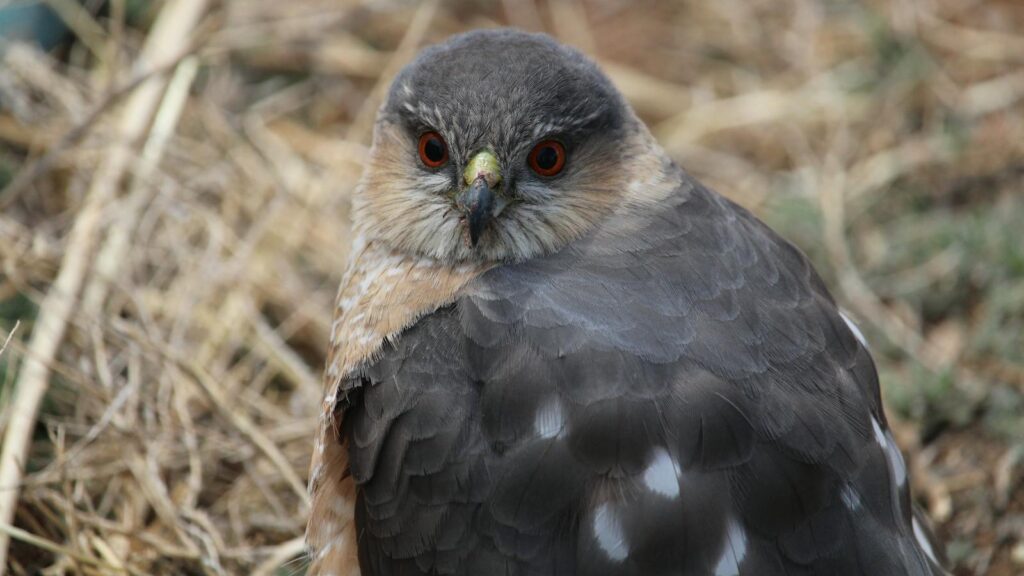 Close-up of Cooper’s Hawk showing red eyes
