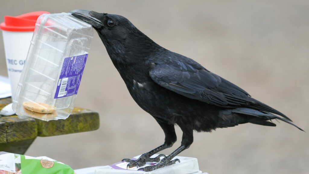 crow stealing food from an outdoor setting