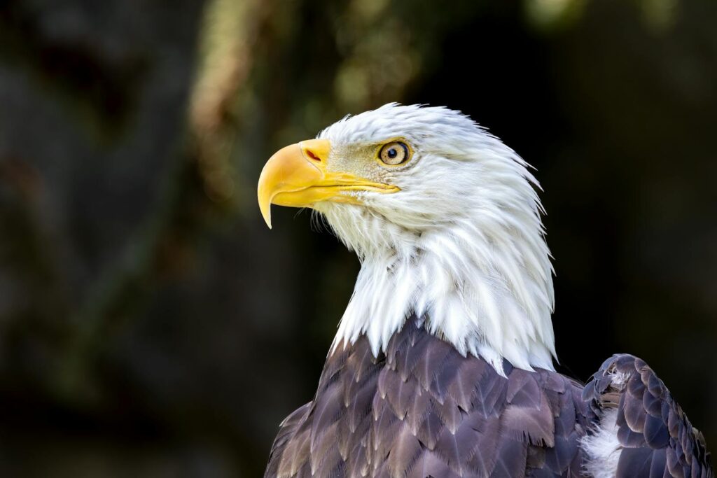 A bald eagle highlights its sharp gaze and feathers.