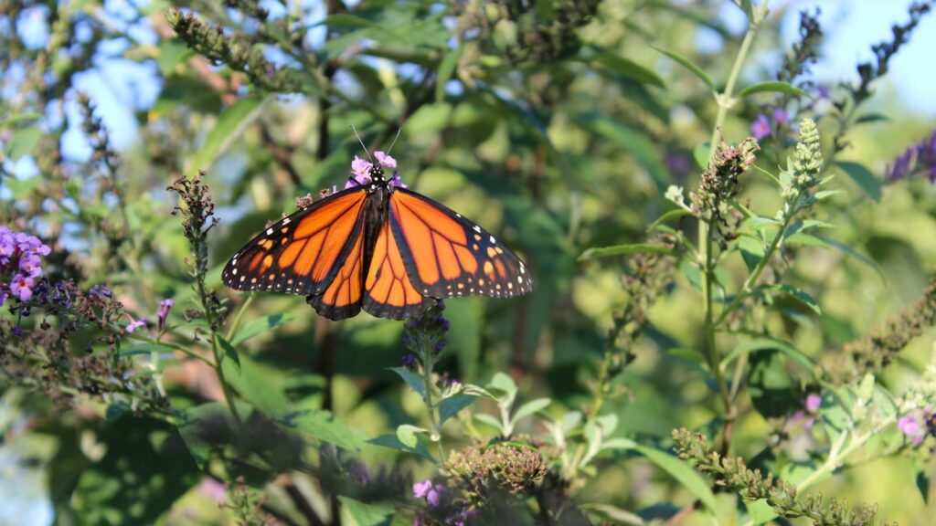 Monarch butterfly resting on purple flowers in a lush summer garden